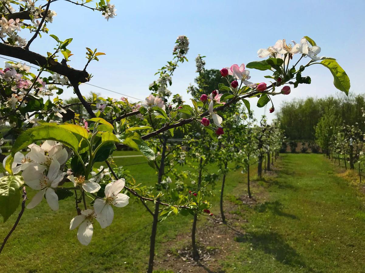 Agriturismo La Biandrina Carpignano Sesia Экстерьер фото